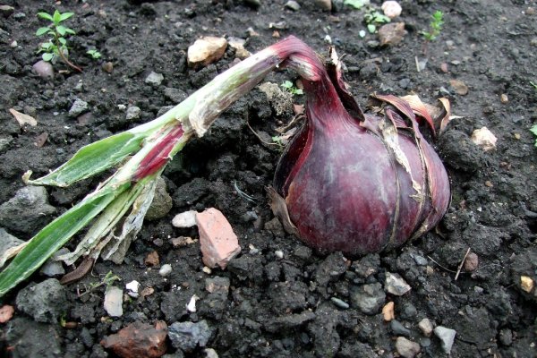 Не могу зайти на сайт кракен